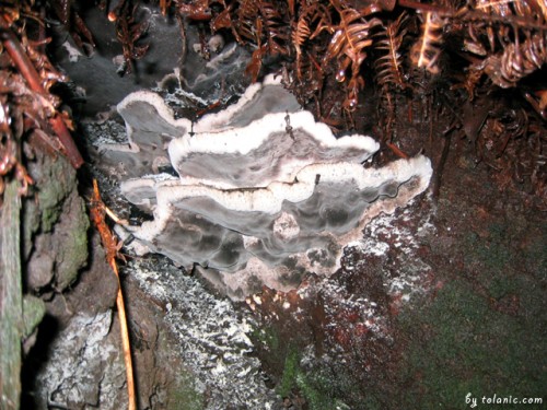 Tangkuban Perahu, Indonesia